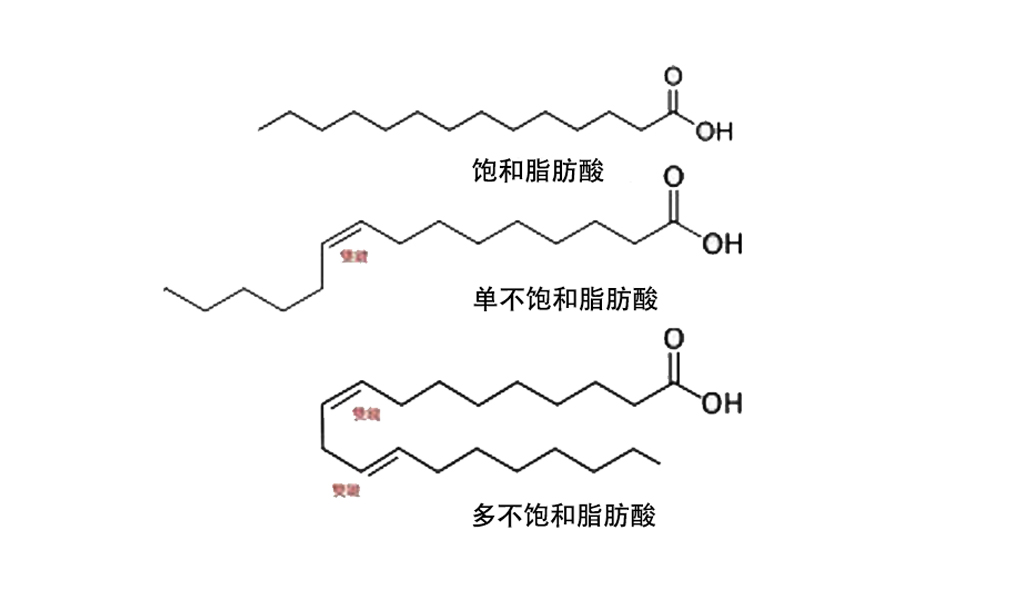 脂肪酸,脂肪酸的分类和作用：一篇综述